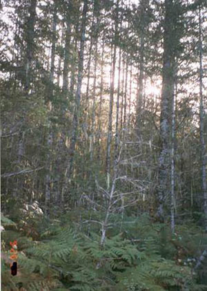 Over stocked stand with forest health problems.  Stand needs prescriptive thinning.