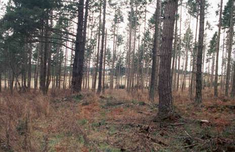 Thinned Douglas Fir stand. 