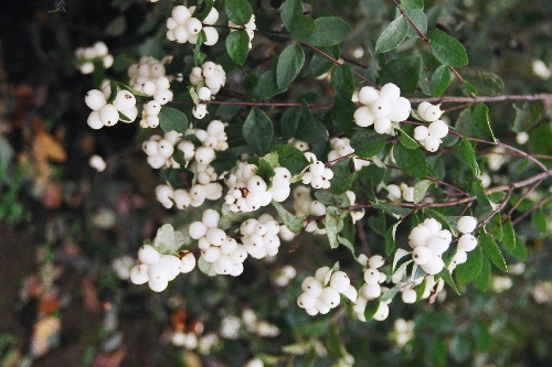 Snowberry