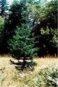 Noble Fir