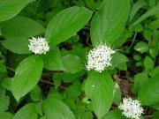 Red osier dogwood